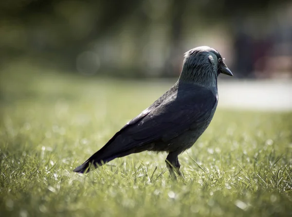 Крупный План Птицы Сидящей Траве — стоковое фото