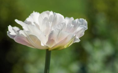 Beyaz bir çiçeğe yaklaş 