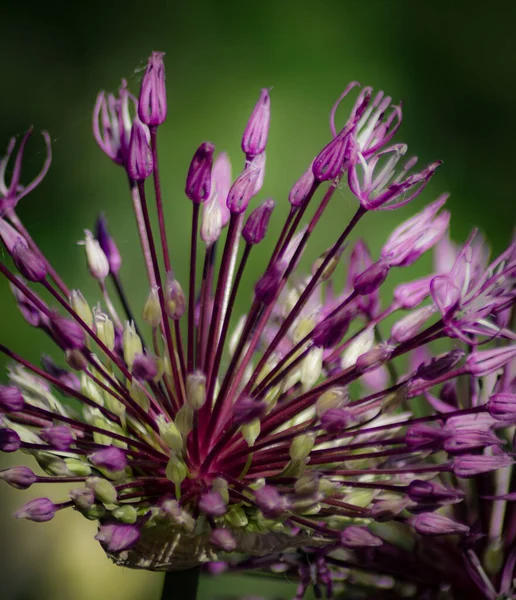 Primer Plano Planta Floración Púrpura Sobre Fondo Verde — Foto de Stock