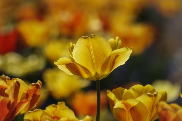 Primer Plano Las Plantas Con Flores Amarillas Durante Día — Foto de Stock