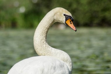 Gölün yanında bir kuğunun yakın çekimi. 