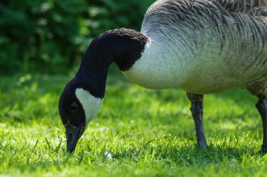 Açık havada ot yiyen bir kazın yakınına.