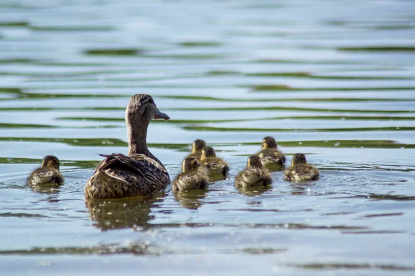 Eine Entenfamilie Schwimmt Wasser — Stockfoto