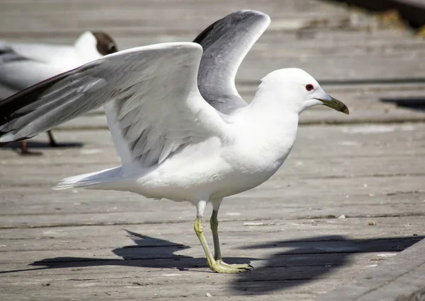 Close Seagull Perching Wooden Bridge — Stock Photo, Image