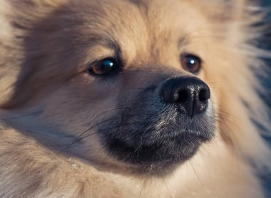 Küçük bir köpeğin portresi.