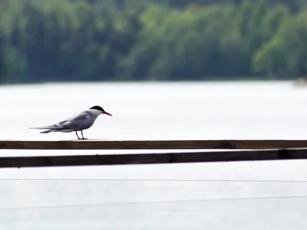 Gros Plan Oiseau Perché Sur Une Rampe Contre Lac — Photo