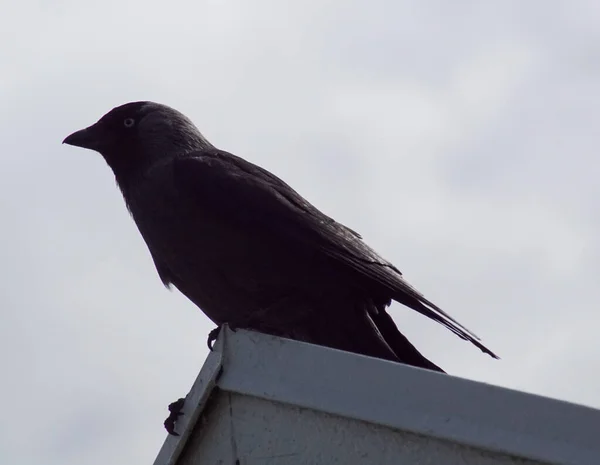 Low Angle View Bird Perching Roof Sky — Stock Photo, Image