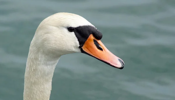 Close Swan Swimming Sea — ストック写真
