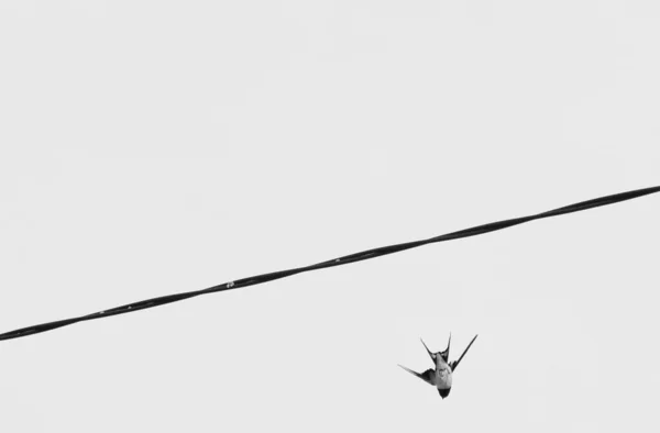 Низький Кут Зору Птаха Літає Кабелю Прозоре Небо — стокове фото