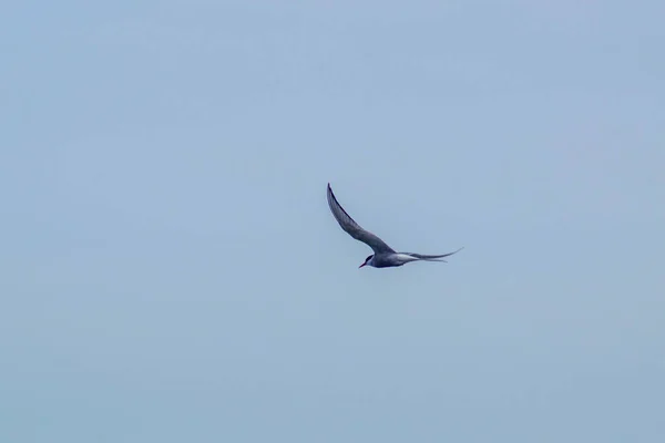 Low Angle View Bird Flying Clear Sky — Photo