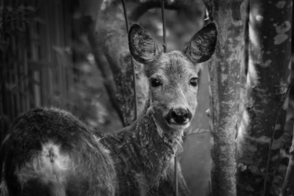 a close up of an a deer in black and white