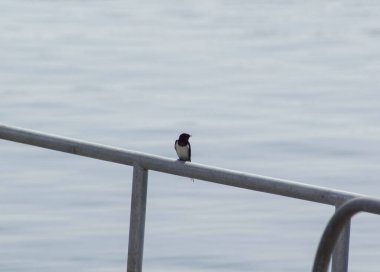 Yüksek açılı deniz kenarına tünemiş kuşun görüntüsü