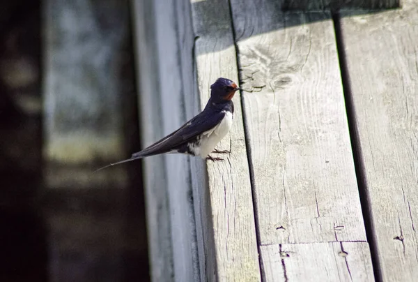 Tahta Köprünün Tepesine Tünemiş Küçük Bir Kuş — Stok fotoğraf