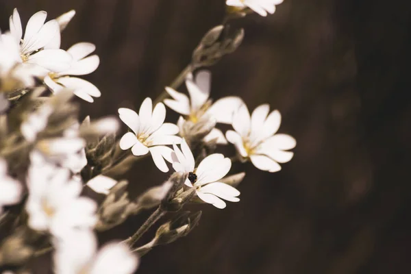 Primer Plano Planta Floración Blanca Sobre Fondo Borroso — Foto de Stock