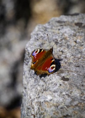 Kayadaki bir kelebeğe yaklaş