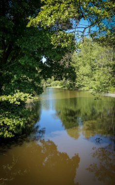 Ormandaki bir derenin manzarası