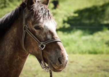 Tarlada duran bir atın manzarası
