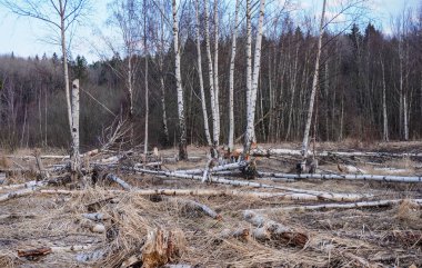 Tarladaki ağaçlardaki kunduzlardan sonra izler 