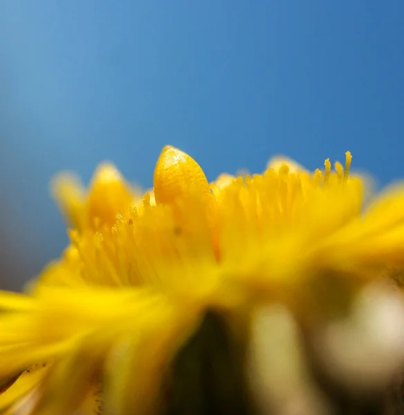 Eine Nahaufnahme Einer Blume Gegen Den Himmel — Stockfoto