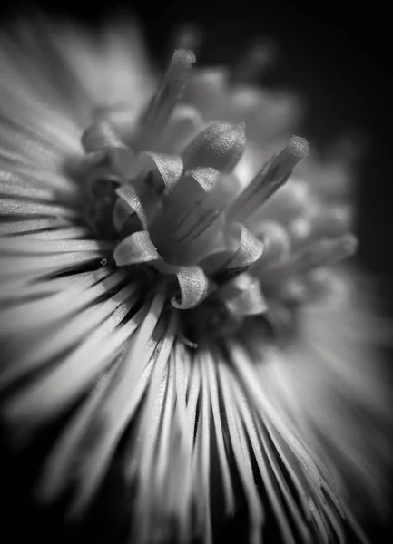 Close Flower Black White — Fotografia de Stock