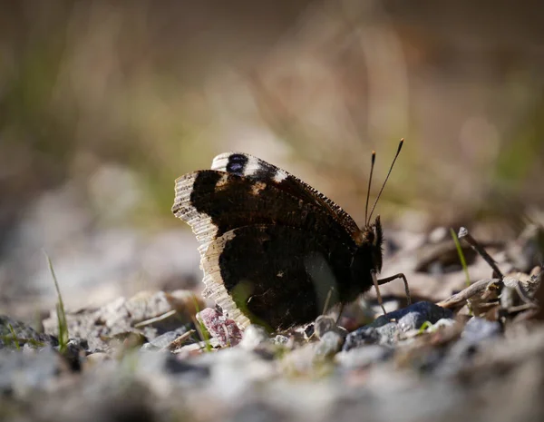 Nahaufnahme Eines Schmetterlings Auf Einer Landstraße Frühling — Stockfoto