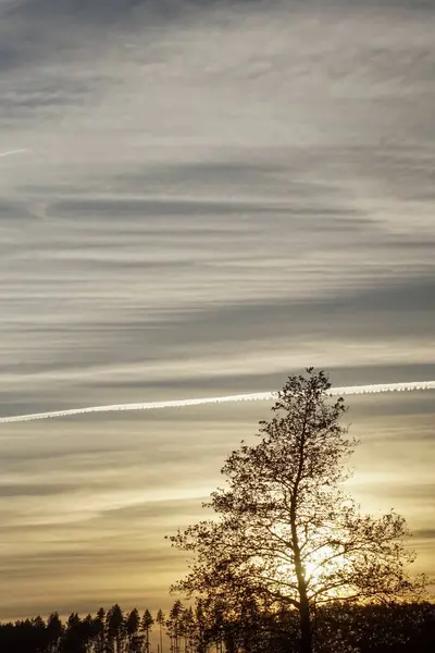 Silueta Árbol Contra Cielo Atardecer —  Fotos de Stock
