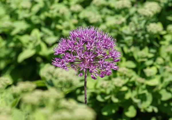 Primer Plano Una Flor Púrpura Una Planta — Foto de Stock