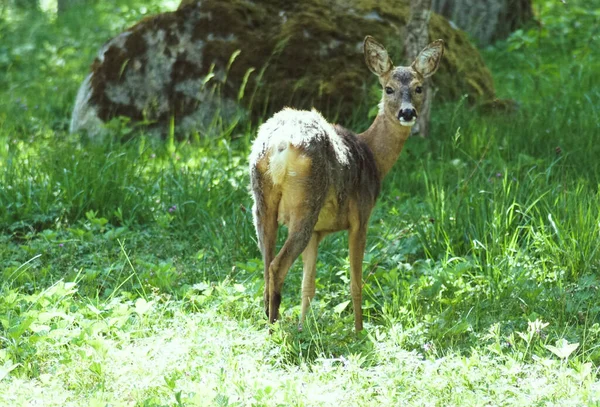 一只站在茂密的绿地上的棕色小动物 — 图库照片