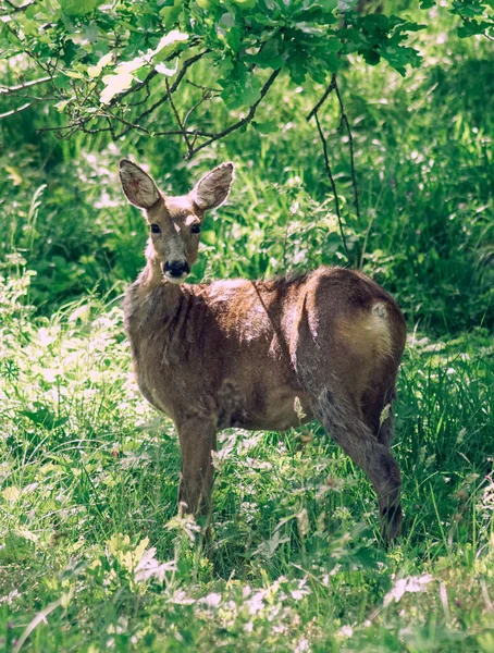 Petit Animal Brun Debout Sur Champ Vert Luxuriant — Photo