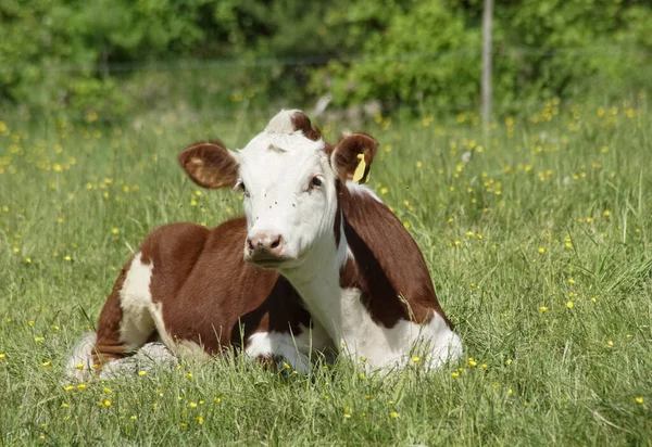 Una Vaca Marrón Blanca Acostada Cima Campo Cubierto Hierba —  Fotos de Stock