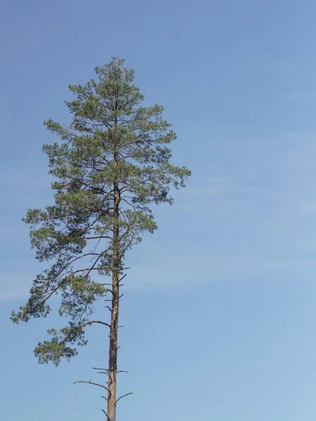 Низкий Угол Обзора Дерева Фоне Ясного Неба — стоковое фото