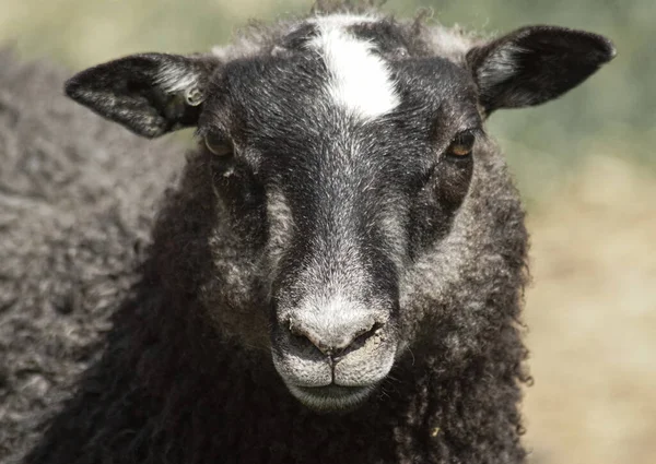 Zavřít Portrét Ovce — Stock fotografie