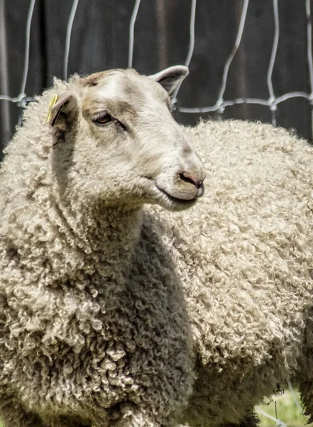 Zblízka Bílé Ovce — Stock fotografie