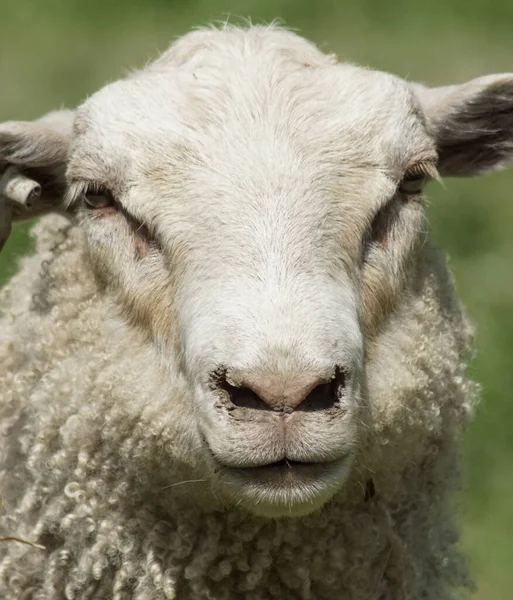 緑の背景を持つ羊の群れが — ストック写真