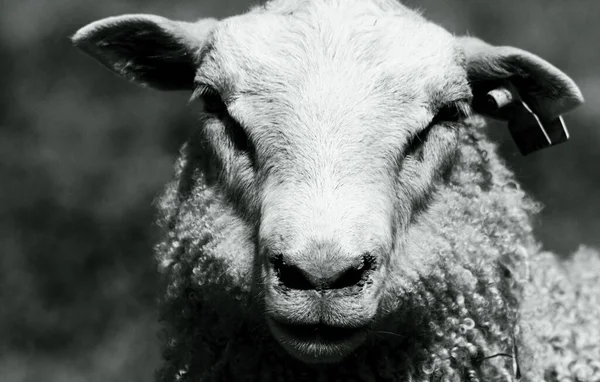 黒と白の羊の群れが — ストック写真