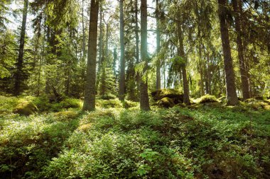 Yaz boyunca ormanda büyüyen ağaçlar 