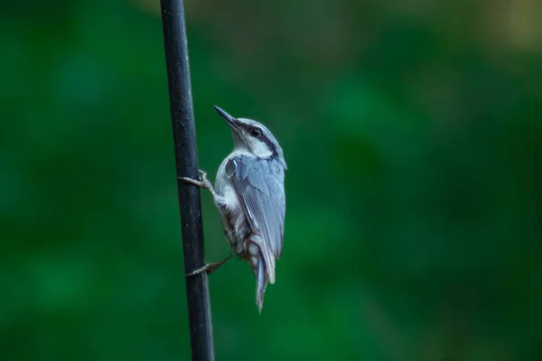 Pequeno Pássaro Empoleirado Poste Metal — Fotografia de Stock