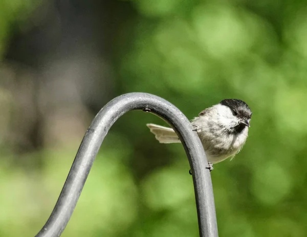 Zbliżenie Małego Ptaka Siedzącego Metalowym Słupku — Zdjęcie stockowe