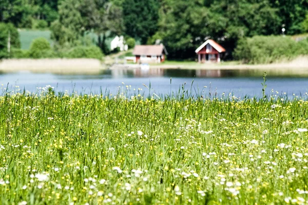 Цветы Растущие Поле Перед Озером — стоковое фото