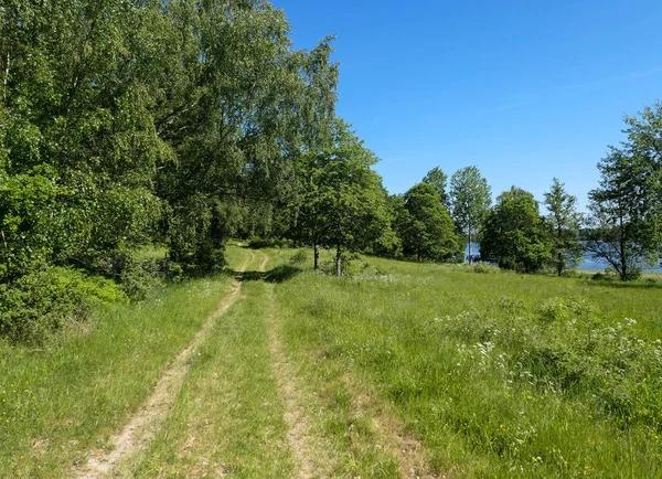 Ağaçlar temiz gökyüzüne karşı
