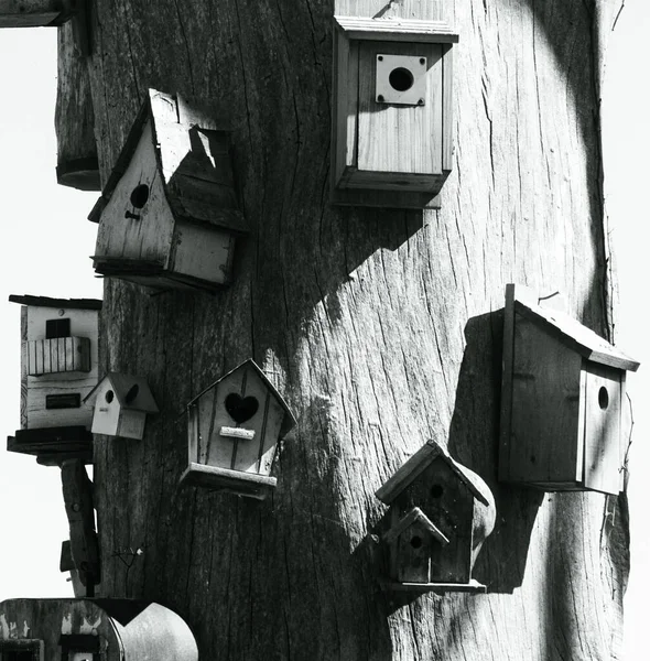 Niski Kąt Widzenia Birdhouses Drzewie Przed Niebem — Zdjęcie stockowe