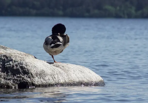 Ein Vogel Steht Auf Einem Felsen Einem See — Stockfoto