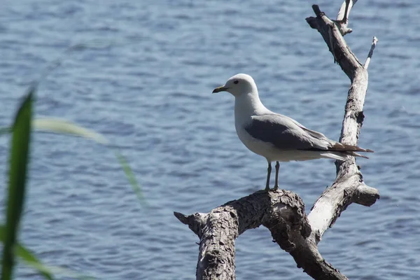 Close Seagull Perching Old Branch — Stock Photo, Image