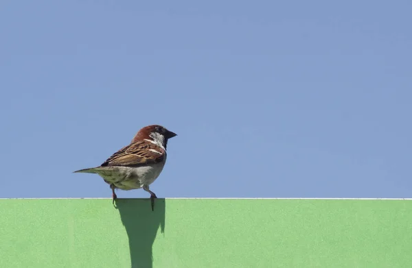 Tiefer Blickwinkel Auf Vogel Der Auf Verkehrsschild Vor Klarem Himmel — Stockfoto