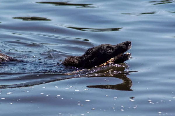 Blick Auf Hundeschwimmen See Mit Stock — Stockfoto