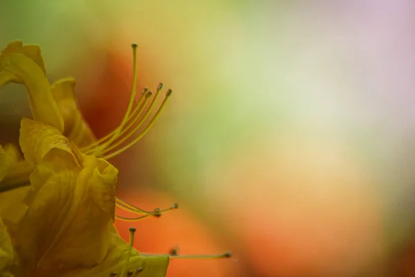Eine Nahaufnahme Einer Blume Vor Verschwommenem Hintergrund — Stockfoto