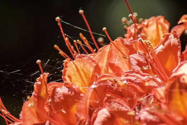 Ένα Κοντινό Πλάνο Των Κόκκινων Λουλουδιών Θολή Φόντο — Φωτογραφία Αρχείου