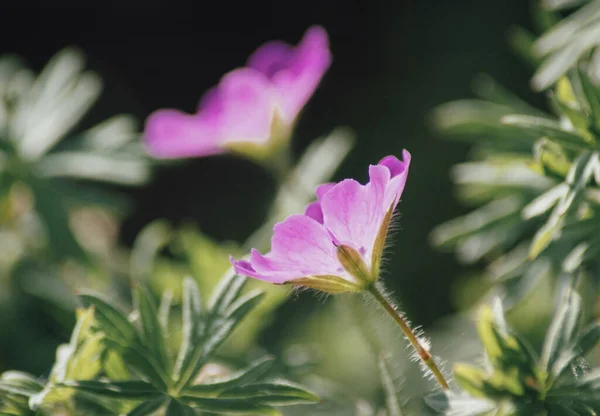 Close Flower Summer — Foto de Stock