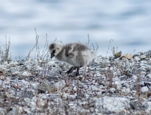 Kayalık Sahilde Tüneyen Genç Kuşun Yakın Çekimi — Stok fotoğraf