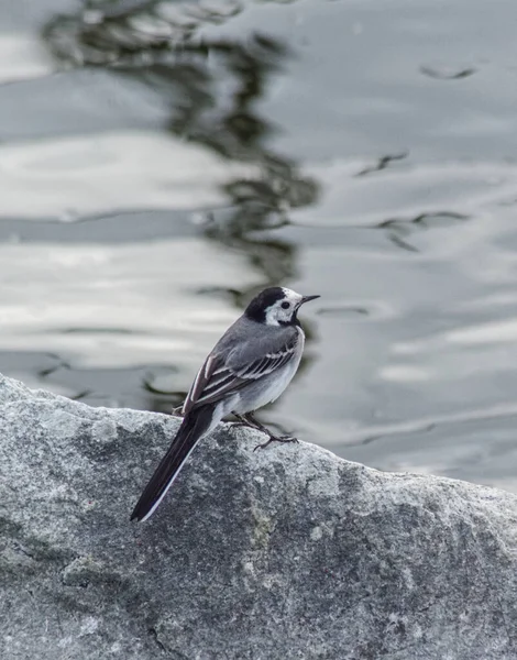 Птица Сидящая Скале Рядом Водой — стоковое фото